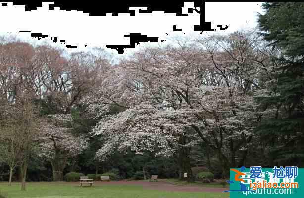 东京哪里可以看樱花 东京赏樱地点推荐？