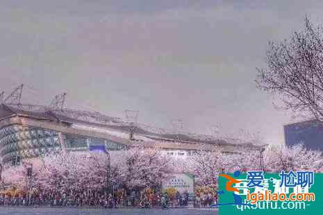 2022上海赏樱花的地方整理？