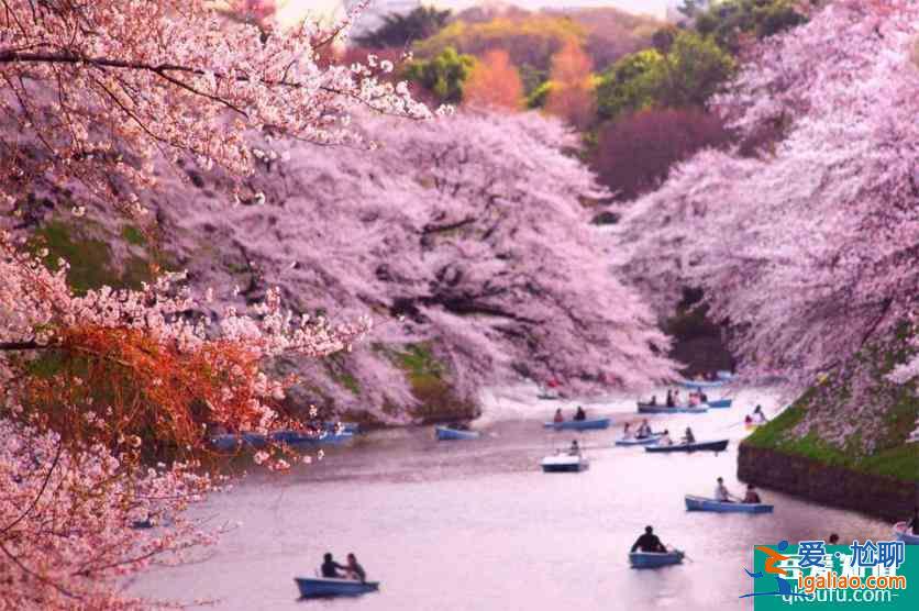 日本樱花前线2022时间 附推荐地点及美食推荐？