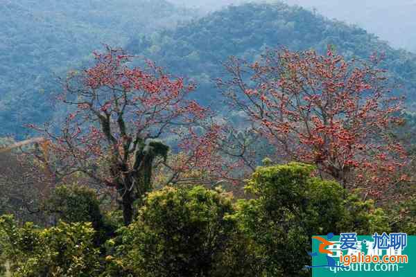 2022昌江木棉花最佳观赏地点 昌江木棉花旅游攻略？