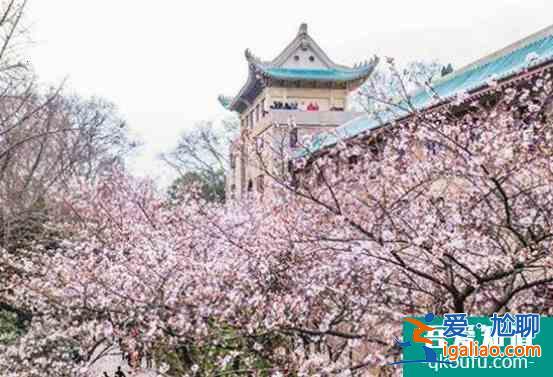 武汉大学樱花最佳观赏地点2022？