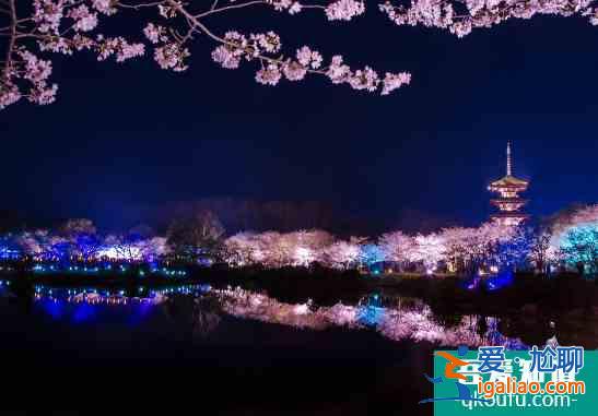 武汉大学樱花最佳观赏地点2022？