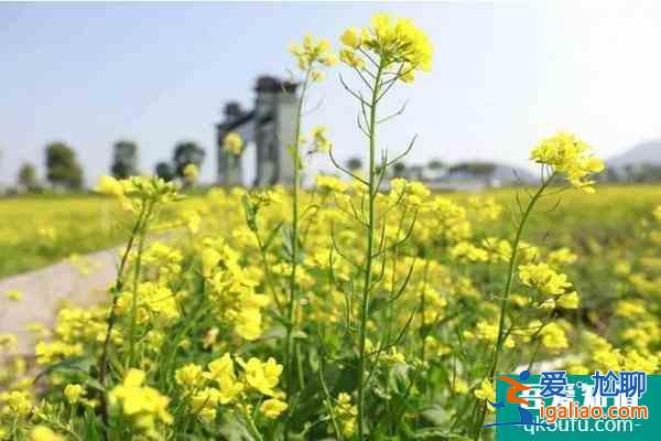 2022福州花海公园油菜花什么时候开？