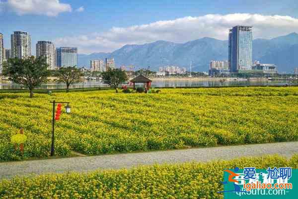 2022福州花海公园油菜花什么时候开？