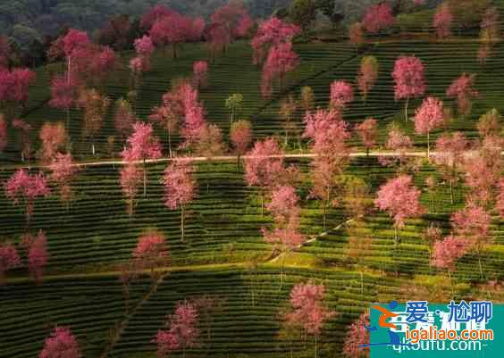 大理无量山樱花几月开 无量山樱花谷拍摄技巧攻略？