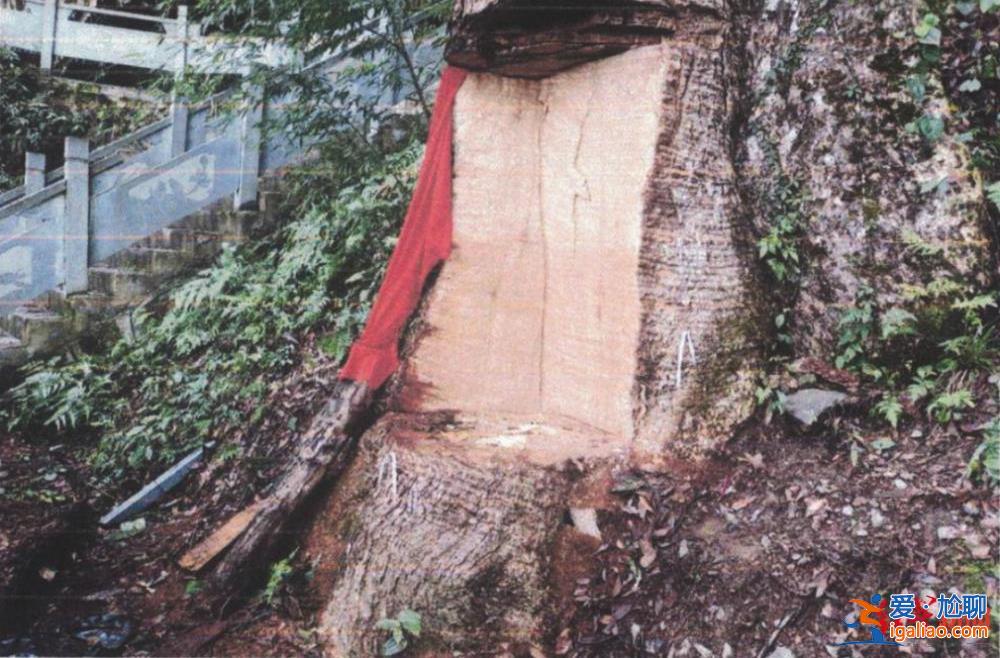 法院发古树救治令 涉案人需缴29万救治费？