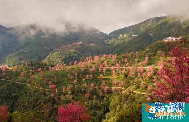 大理无量山樱花几月开 无量山樱花谷拍摄技巧攻略？