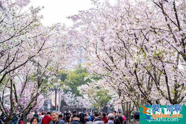 宁波樱花公园樱花什么时候开？