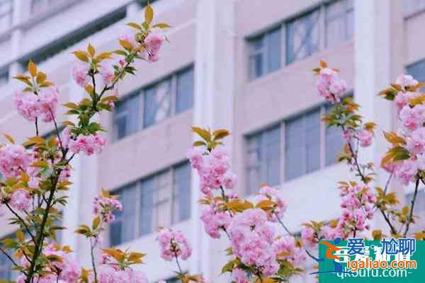 2022湖南科技大学樱花攻略？