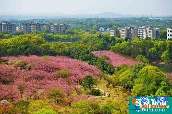 2022湖南科技大学樱花攻略？
