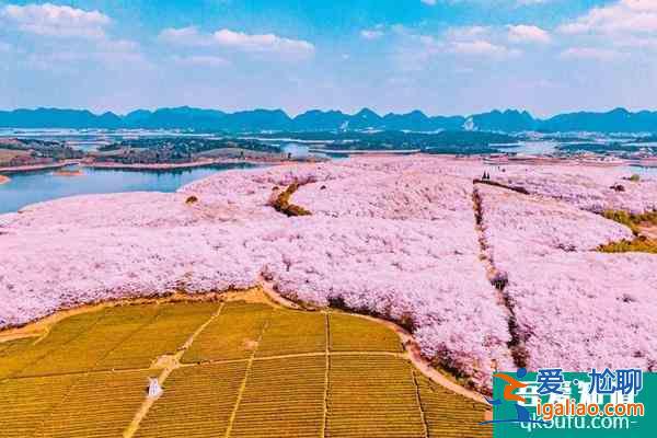安顺平坝樱花攻略 附自驾信息和花期介绍？