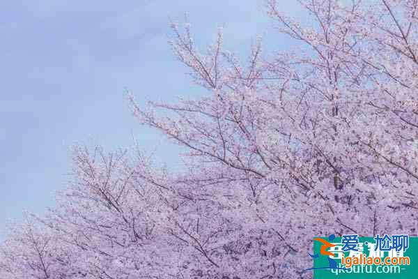 2022无锡鼋头渚赏樱花攻略 附最佳时间及赏樱路线？