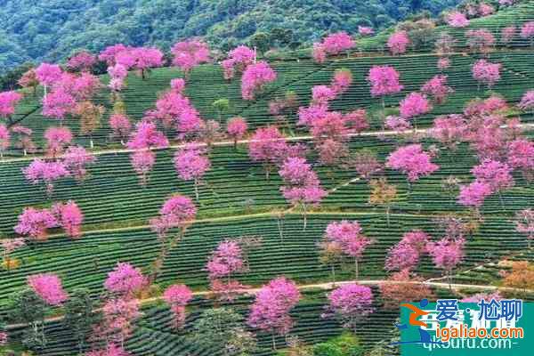 2022无量山樱花谷花期 无量山樱花谷拍摄攻略？