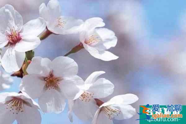 2022杭州樱花什么时候开 杭州各区赏樱地点推荐？