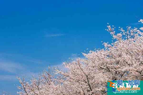 2022杭州樱花什么时候开 杭州各区赏樱地点推荐？