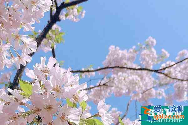 2022杭州太子湾樱花在哪里?附花期介绍及赏花攻略？