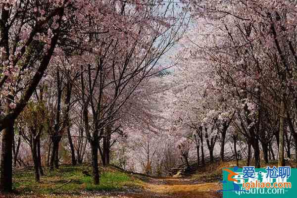 贵州平坝樱花2022开放时间 平坝樱花在哪里？