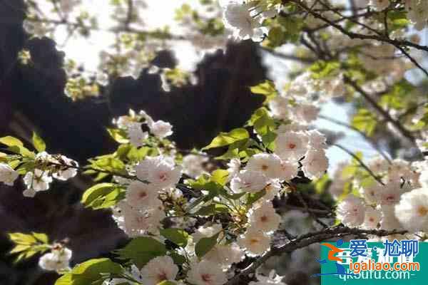 西安青龙寺的樱花开了吗2022 青龙寺樱花观赏时间？