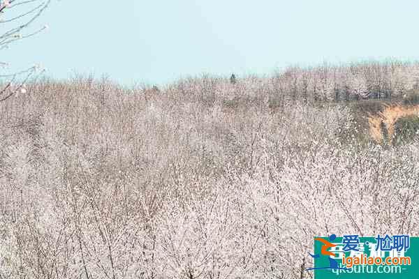 贵州平坝樱花2022开放时间 平坝樱花在哪里？