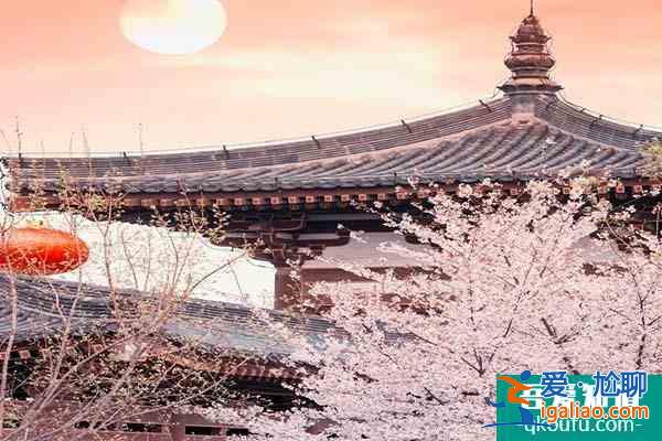 西安青龙寺的樱花开了吗2022 青龙寺樱花观赏时间？