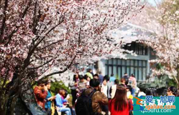 上海顾村公园樱花节2022时间及门票活动？