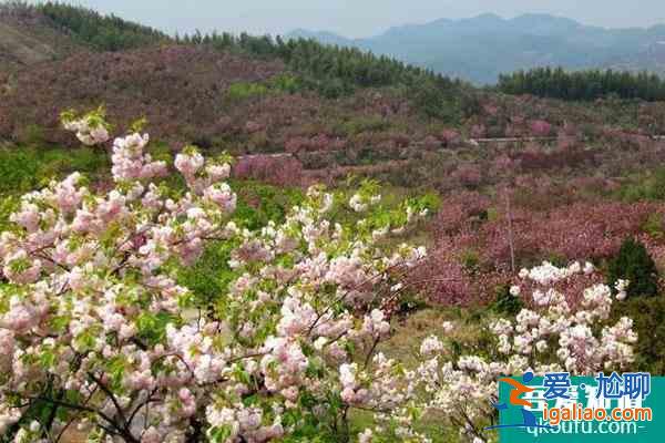 宁波四明山杖锡樱花基地在哪?花期是什么时候?？