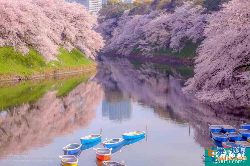 日本樱花几月开 2022日本樱花开放时间及赏樱地点介绍？