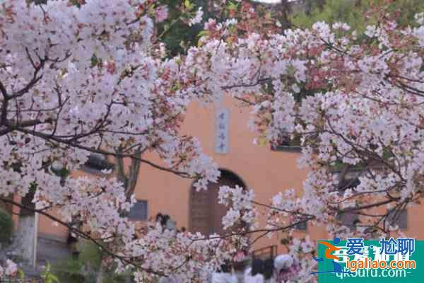 全国樱花观赏地排名 每一个都不容错过？