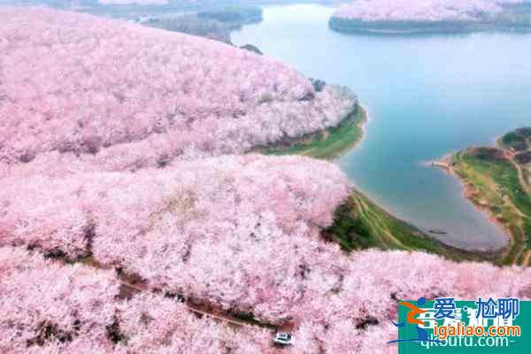 全国樱花观赏地排名 每一个都不容错过？