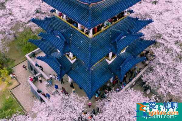全国樱花观赏地排名 每一个都不容错过？