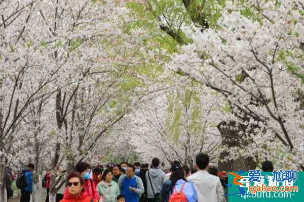 北京玉渊潭公园樱花开放时间2022？