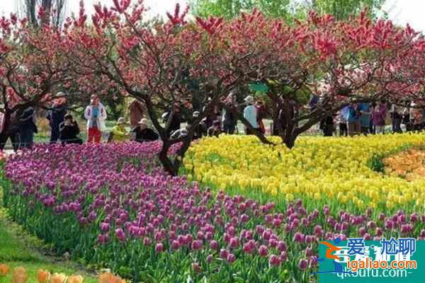 武汉植物园郁金香展开放时间2022？