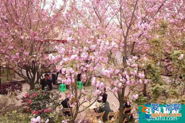 2022年崇州三郎镇樱花几月开 崇州三郎镇樱花基地在哪里？