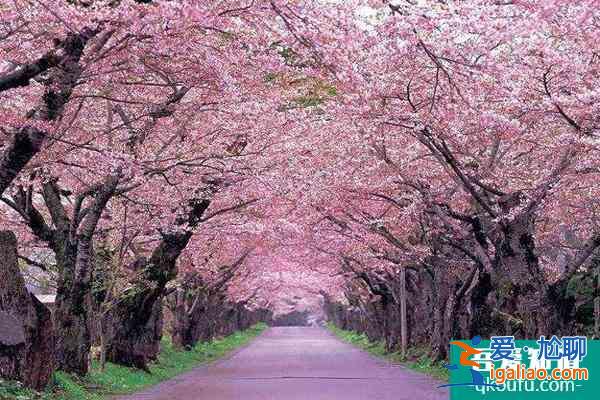 2022珠海哪里有樱花看 最佳观赏花期？