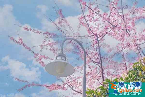 2022上海赏樱花哪里最好 附最佳观赏时间介绍及地点推荐？