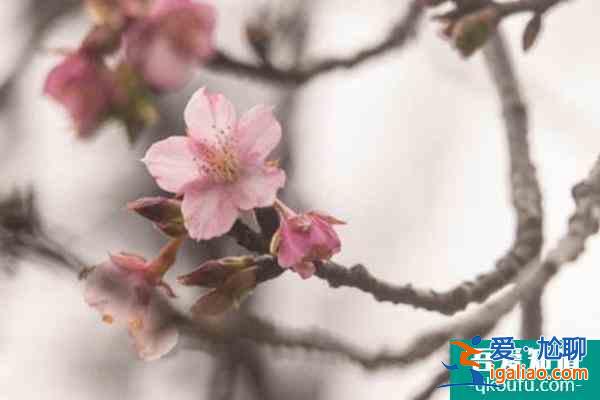 2022上海顾村公园樱花开了吗？