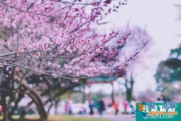 2022武汉大学樱花什么时候开花 最佳观赏时间是什么时候？
