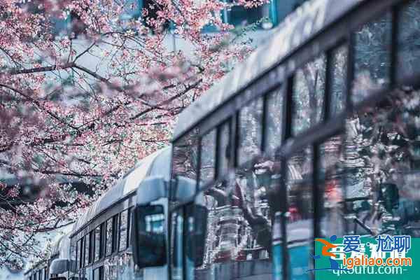 2022上海赏樱花哪里最好 附最佳观赏时间介绍及地点推荐？