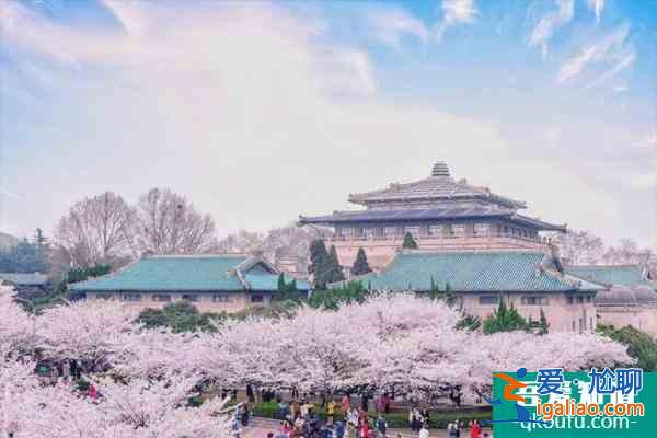 2022武汉大学樱花什么时候开花 最佳观赏时间是什么时候？