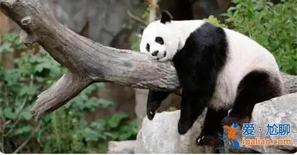 旅美大熊猫“乐乐”死因报告发布，和心脏病突发有关[乐乐]？