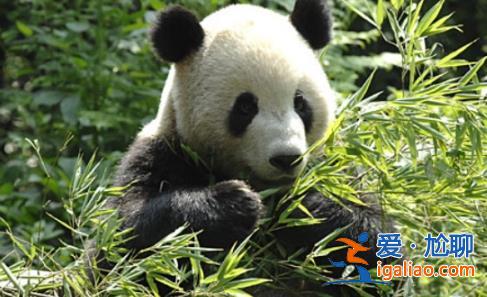 丫丫有堆成小山的竹子可以享用[已经被护送回国]？