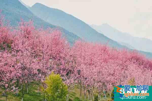 2022大理樱花几月开 大理赏樱花最美的地方？