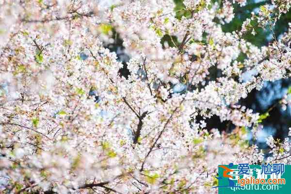 2022鸡鸣寺樱花开放时间是几月份？