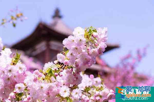 2022年西安青龙寺樱花几月开？
