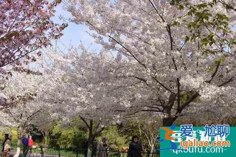 2022北京看樱花的地方在哪？