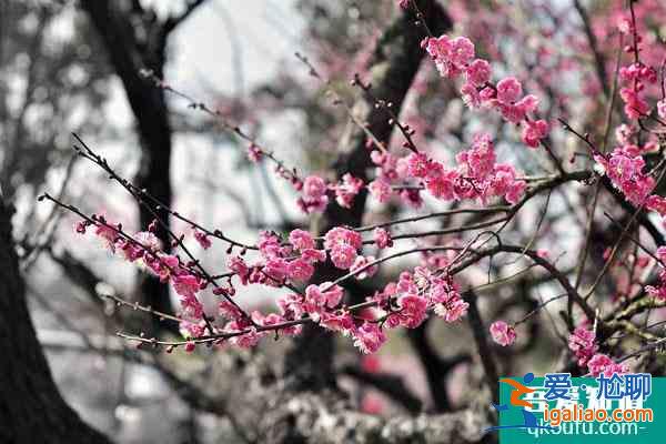 杭州哪里可以赏梅花 附最佳观赏时间？