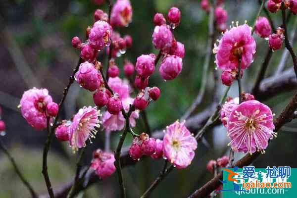 杭州哪里可以赏梅花 附最佳观赏时间？