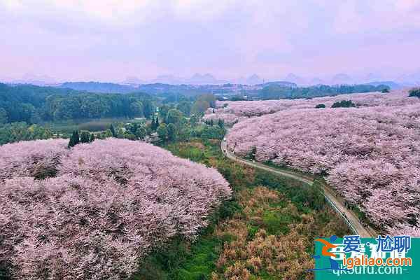 贵州平坝樱花观赏指南2022 附最佳观赏时间及赏樱路线？