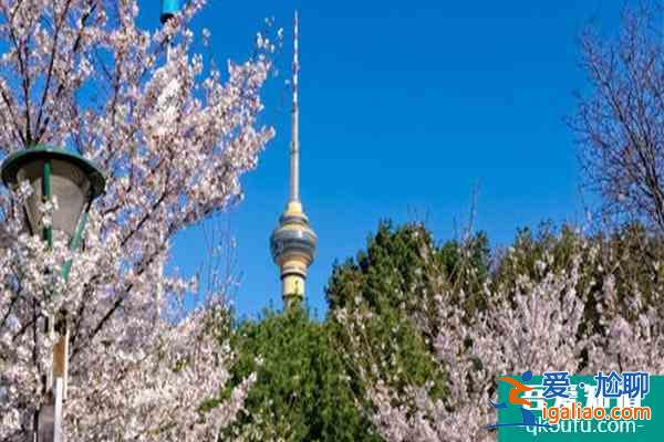 北京赏樱花的地方哪里最好2022 北京樱花公园在哪里？