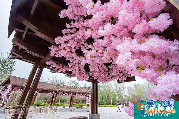 2022鹤壁樱花节是几月几日?在什么地方什么时候开启?？